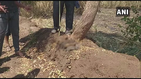 5 leopard cubs burnt to death in field in Maharashtra. (Photo| ANI)