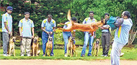 Confessions of Dog Trainers