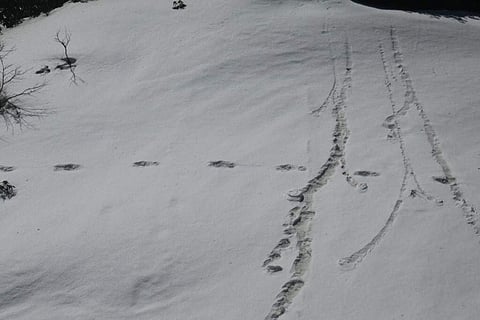 Footprints of Yeti tweeted by Indian Army's Expedition team. (Photo | Twitter, ADG PI - INDIAN ARMY)