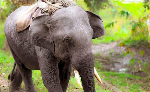 Image of an elephant used for representational purpose only. (Photo| Muthiah Murugappan)