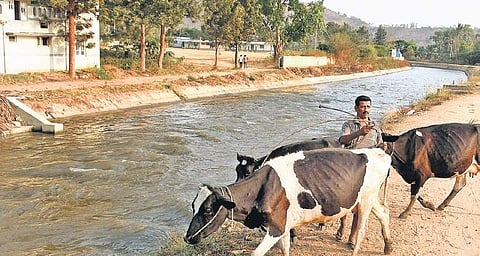 Water in full flow in Chikkadevarayasagara canal in Mandya district | Udayshankar s