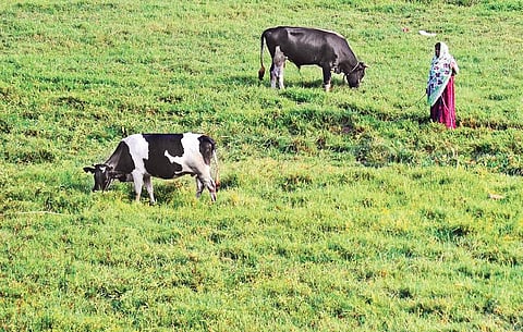 Cattle grazing at an open space near Perumbavoor. The Animal Husbandry Department has issued guidelines to prevent animals from getting sunstroke |  Albin Mathew