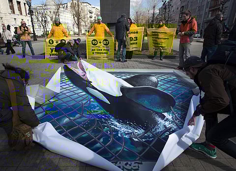 Greenpeace activists unfurl a banner showing a whale during a rally demanding the release of illegally caught orcas and beluga whales from the so-called 'whale prisons' (Photo | AP)