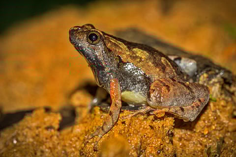 Chytridiomycosis is caused by a fungus that attacks the skin of frogs, toads and other amphibians (File Photo)