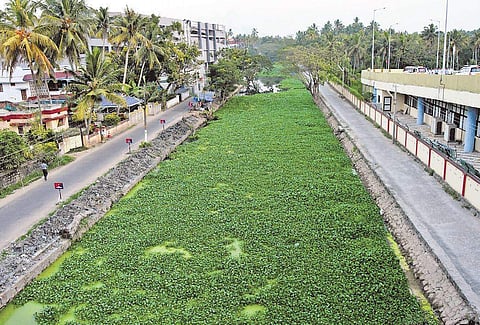 The Parvathy Puthanar canal is still plagued by water hyacinth and waste|BP Deepu
