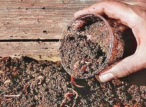 Earthworms in ayurveda