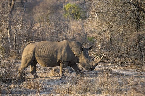 A white rhino is seen at the Kruger National Park. (Photo | AFP)