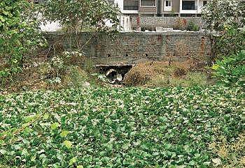 The surplus canal covered in water hyacinth | NIRUPAMA VISWANATHAN
