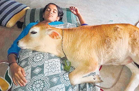The three-month-old calf Velan sleeping inside the house of Ananthan, a dairy farmer at Veerankuppam near Ambur in Vellore | Express