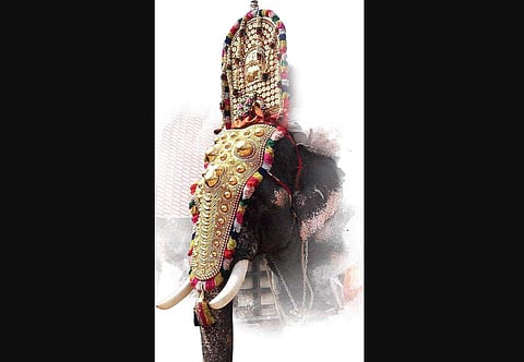 Meet the Stars of Thrissur Pooram up close and personal