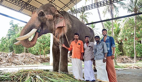 Chief mahout Vinod A K Thrikariyoor (besides the jumbo) and his teammates Nidheesh, Sudheesh and Sharon with Thechikottukavu Ramachandran (Photo| Albin Mathew/EPS)