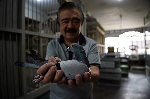 Jaime Lim, one of the Philippines' best-known pigeon fanciers, shows one of his racing pigeons at his home in Manila. | AFP