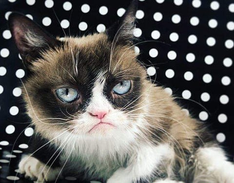 The internet sensation Grumpy Cat, owned by Tabatha Bundesen from Morristown, Arizona has died, aged seven. (Photo | Twitter)