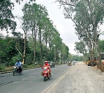 Contractors will have to plant, nurture trees: RDPR 