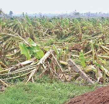 Fani-damaged banana field of a farmer in Kendrapara. (Photo | EPS)