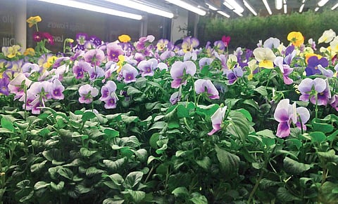 Everything you need to know about Hydroponics