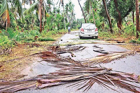 Many trees uprooted due to gales in Srikakulam district on Friday | Express