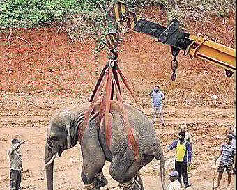 The elephant being lifted by a crane