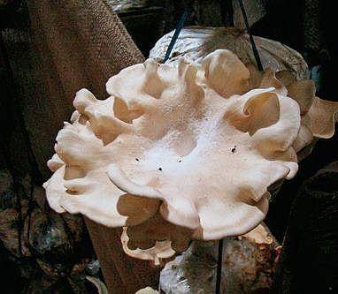 Lentinus tuberregium, which has anti-cancer properties | Express