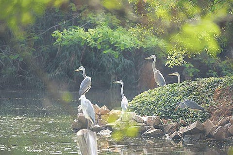 Migratory birds such as painted stork and cormorant regularly drop by between January and June at the forest system in Hosur  | Satish Babu