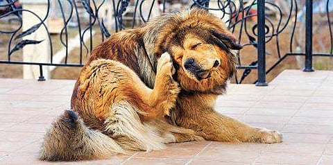 Getting rid of the flea menace