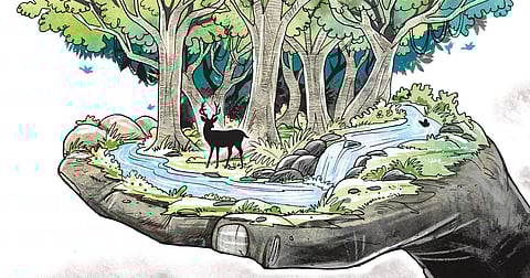 Sacred groves (Express Illustration)