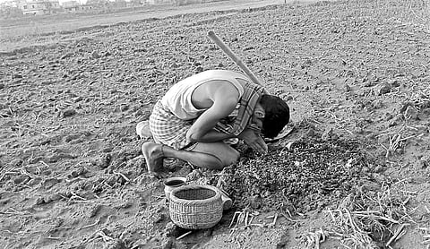 A farmer performing Akshaya Tritiya rituals in his farm land at Dubagadia in Jajpur | Akshya Rout