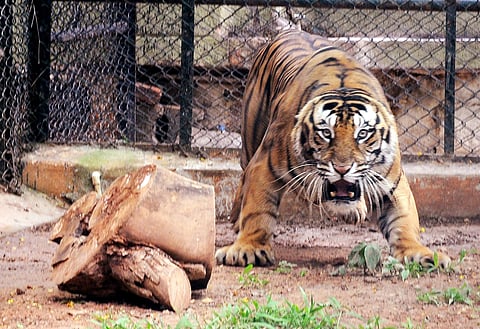 For representational purposes (File | EPS)