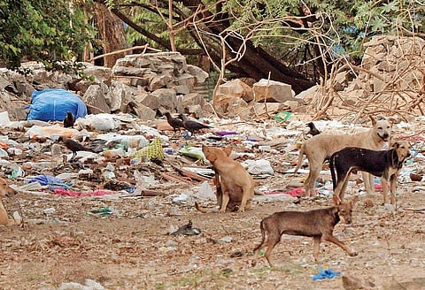 Dogs and birds feasting on the waste near the Airport  Vincent Pulickal