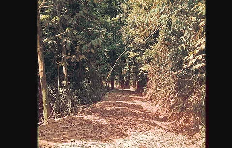 We may be suspended for doing our job: Foresters