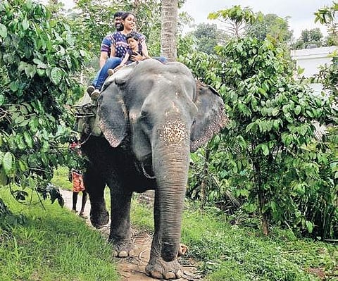 Curbs on illegal elephant joy rides in Idukki district soon