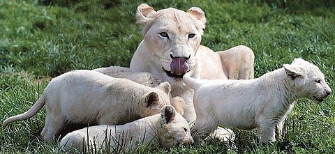 Two white lions will be on public display after a month  | Express