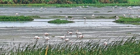 Flamingoes, coots and many other species of birds have been spotted at the Pallikaranai marshland | Martin Louis