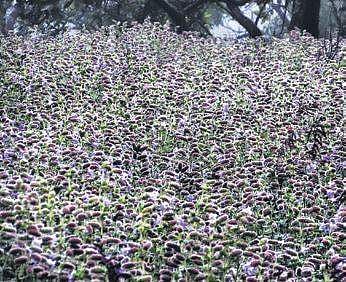 Hopes high As Neelakurinji bloom anticipated this monsoon 