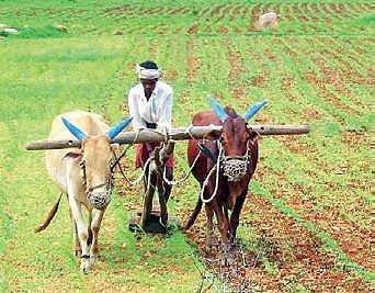 Farmer ploughing land.