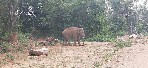 The four-member herd was moving in Seetampeta and nearby villages for some days in search of water due to lack of water and food in forest areas due to the summer season. (File photo | EPS)