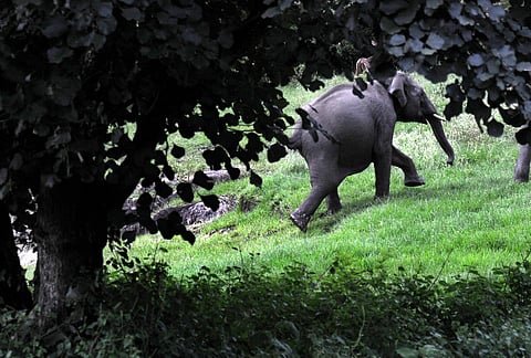Usually, elephants are leased out for six months for such purposes but there is not a single instance of them being brought back after the expiry of lease period.(Photo | EPS)