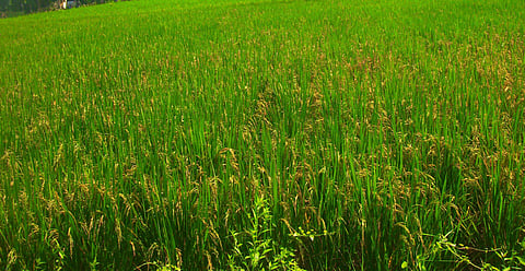 Paddy cultivation in Cuttack. (File Photo | EPS)