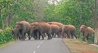 Elephants in Kuldiha sanctuary in Balasore. (Photo | EPS)