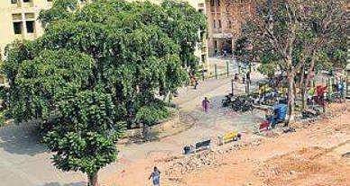 Bengaluru's Kidwai hospital goes green: 7,000 saplings  to be planted in phases