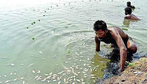 Fish die in large number due to high temperature in Puzhal lake in the city | Karthik R