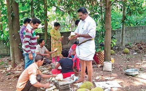 A member of Chakkakkoottam plucking jackfruits; (right) the group cleaning the plucked fruits