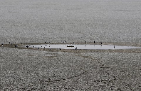 Birds rest by stagnant water in the dried up Puzhal reservoir on the outskirts of Chennai (Photo | AP)