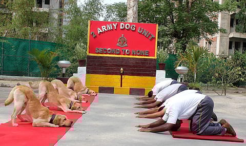 Army dog squad perform yoga on fifth International Yoga Day. (Photo | Twitter, Defence Spokesperson)