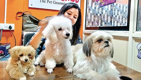 Some shops desire to give a different view towards pets, it’s not just grooming services, but the entire life of the pet is taken care of.