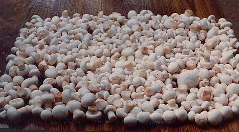 Trying to get COVID immunity, mushroom-eaters throng Bengaluru-based institute 