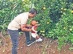 Farm owner Raju Kakkanattu helping his seven-month-old grandson Jake pluck oranges