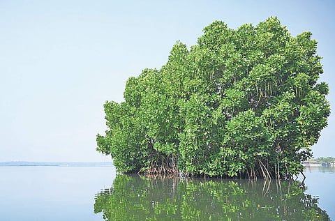 The mesmerising Munroe Island