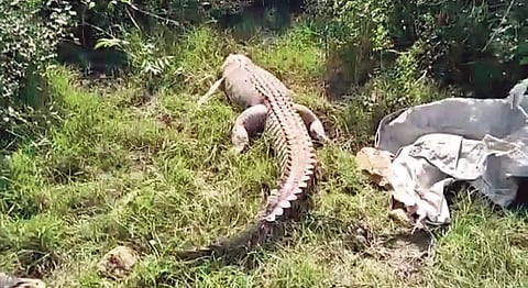 For representational purposes