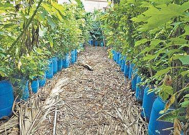 Nataraja Upadhya has been growing trees and plants since 2010